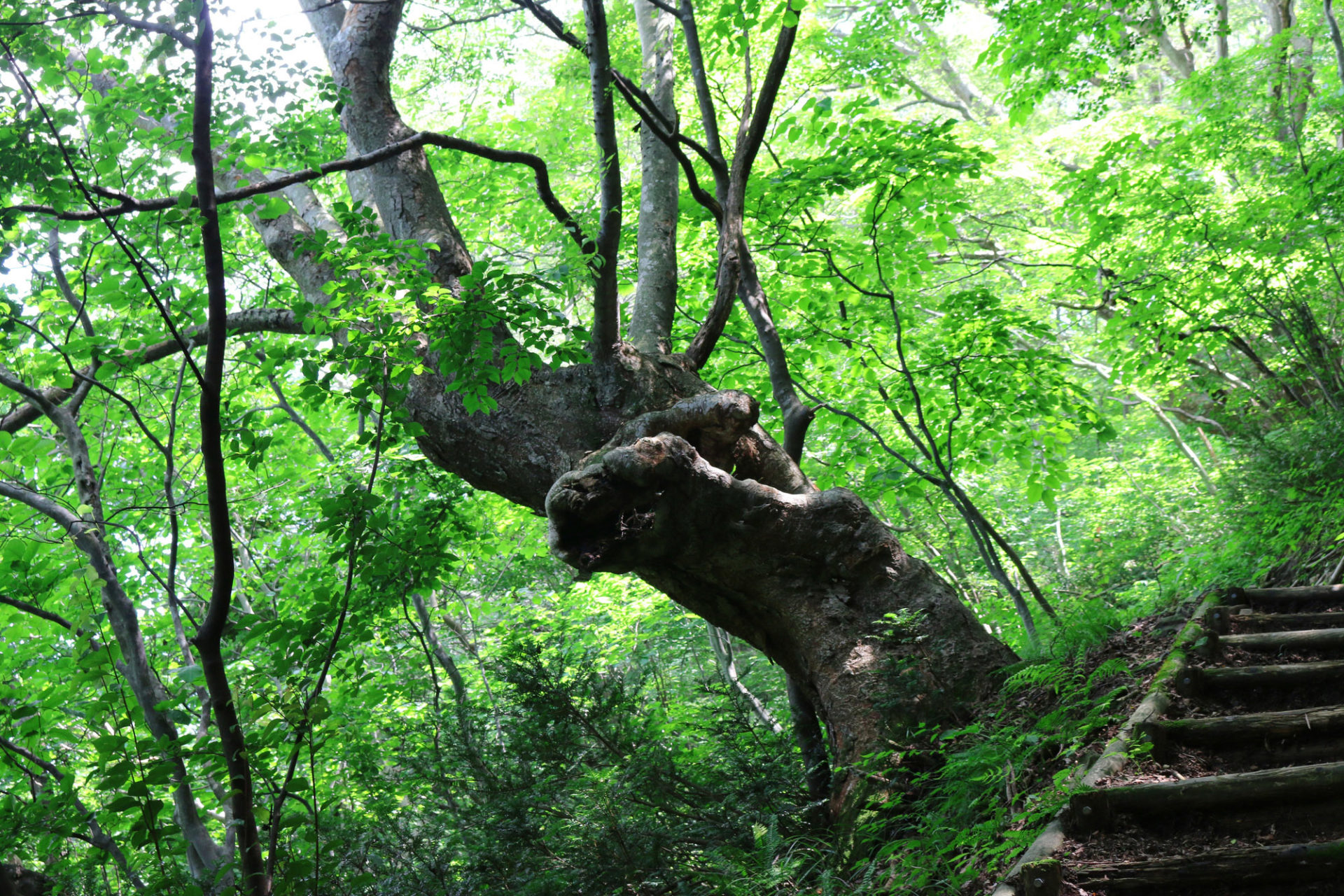 Bandai Atami Onsen Enjoy a Casual Forest Bath in a Grove of Zelkova Trees!