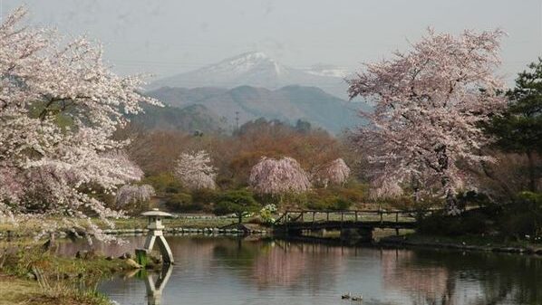 緑水苑から見える桜の中の磐梯山