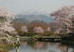 緑水苑から見える桜の中の磐梯山